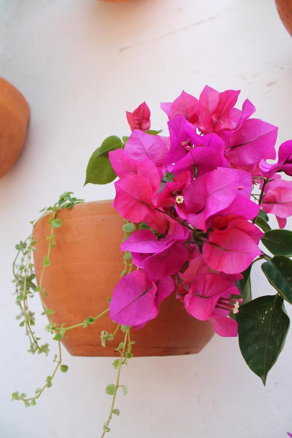 Casa Bohemia Hotel Cartagena 외부 사진
